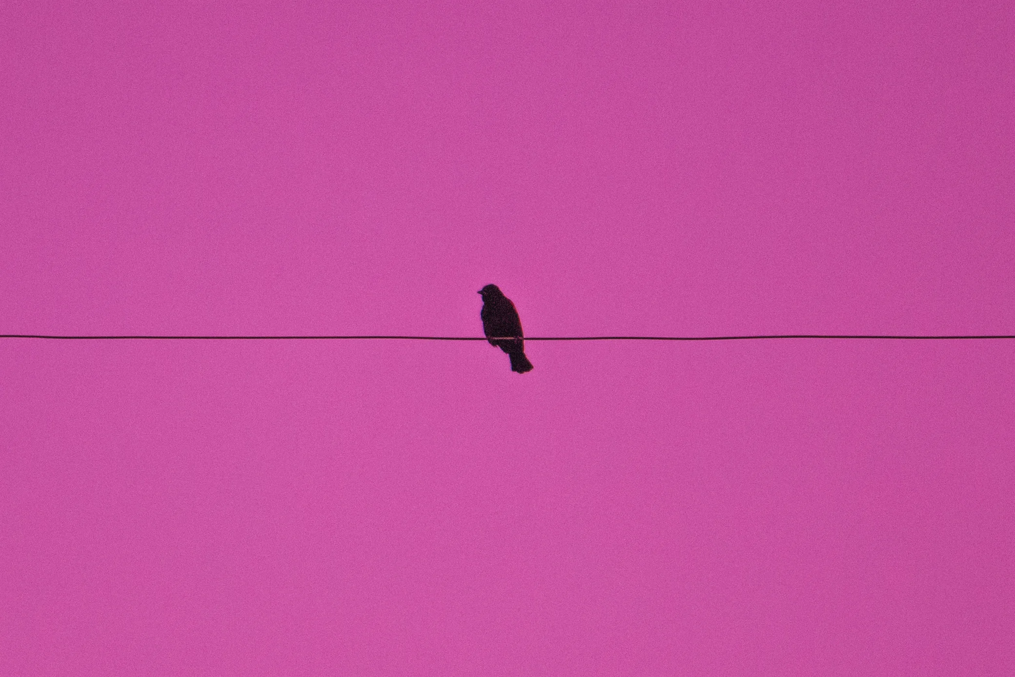 pinkskybird (1 of 1).jpg