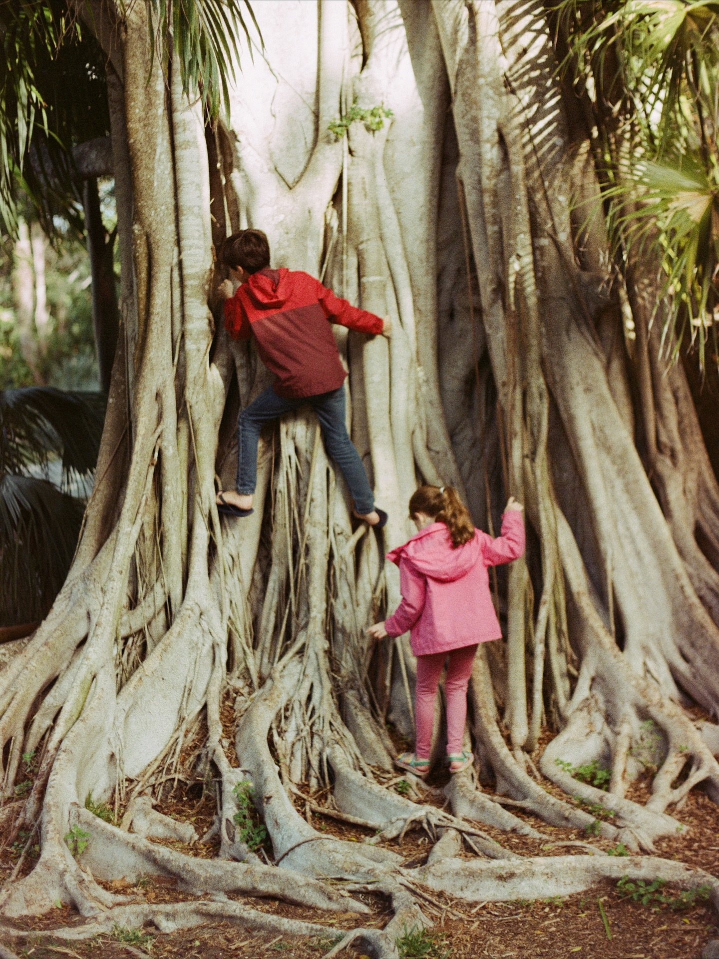 Beautiful film and an old 1960s Minolta camera that still feels like magic.

I snapped these while my kids were climbing a tree in Florida, peering down at a hidden snake.

This was at @theringling in Sarasota&mdash;one of my favorite places on earth