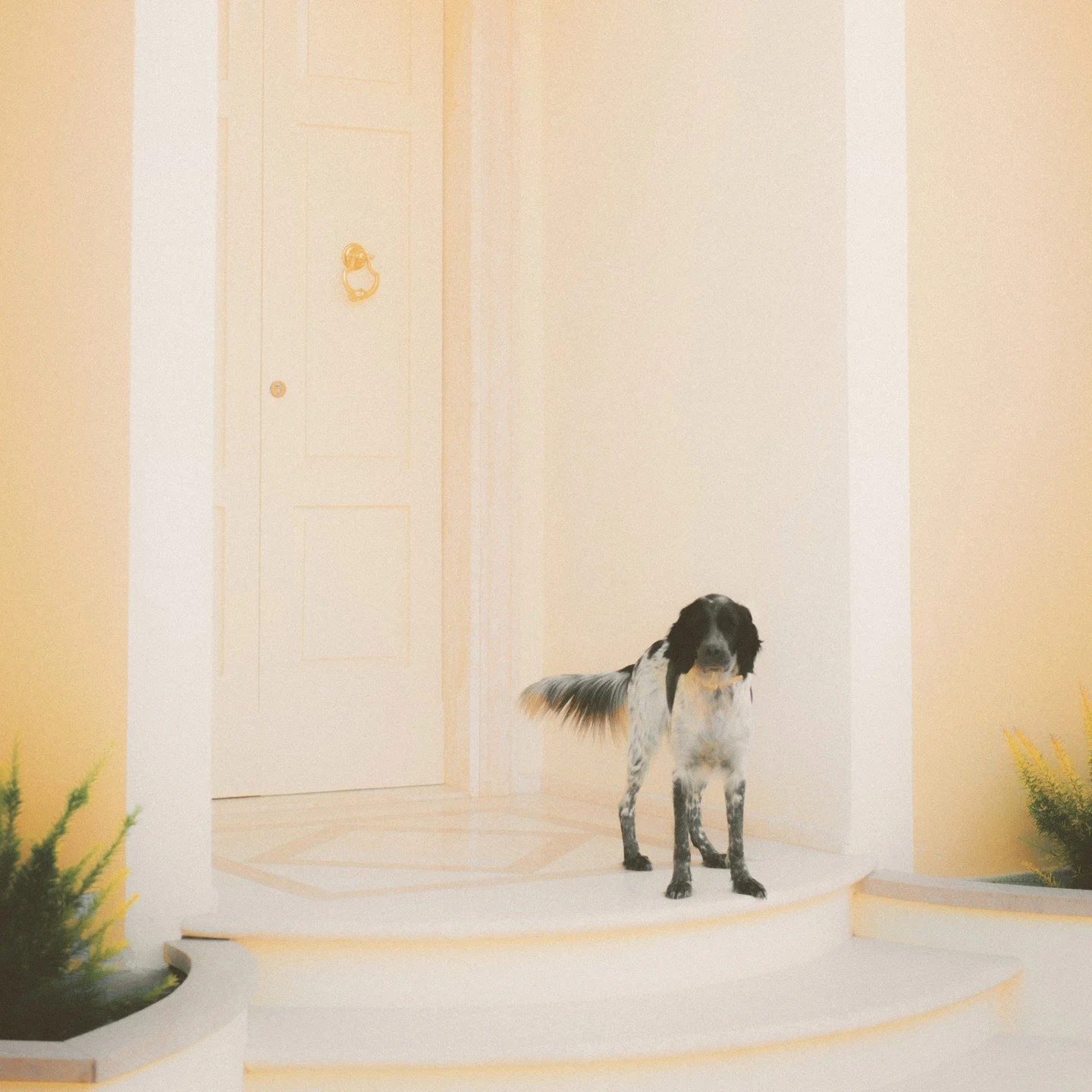 I took this one on a morning walk in Lugagnano Di Sona, Italy.