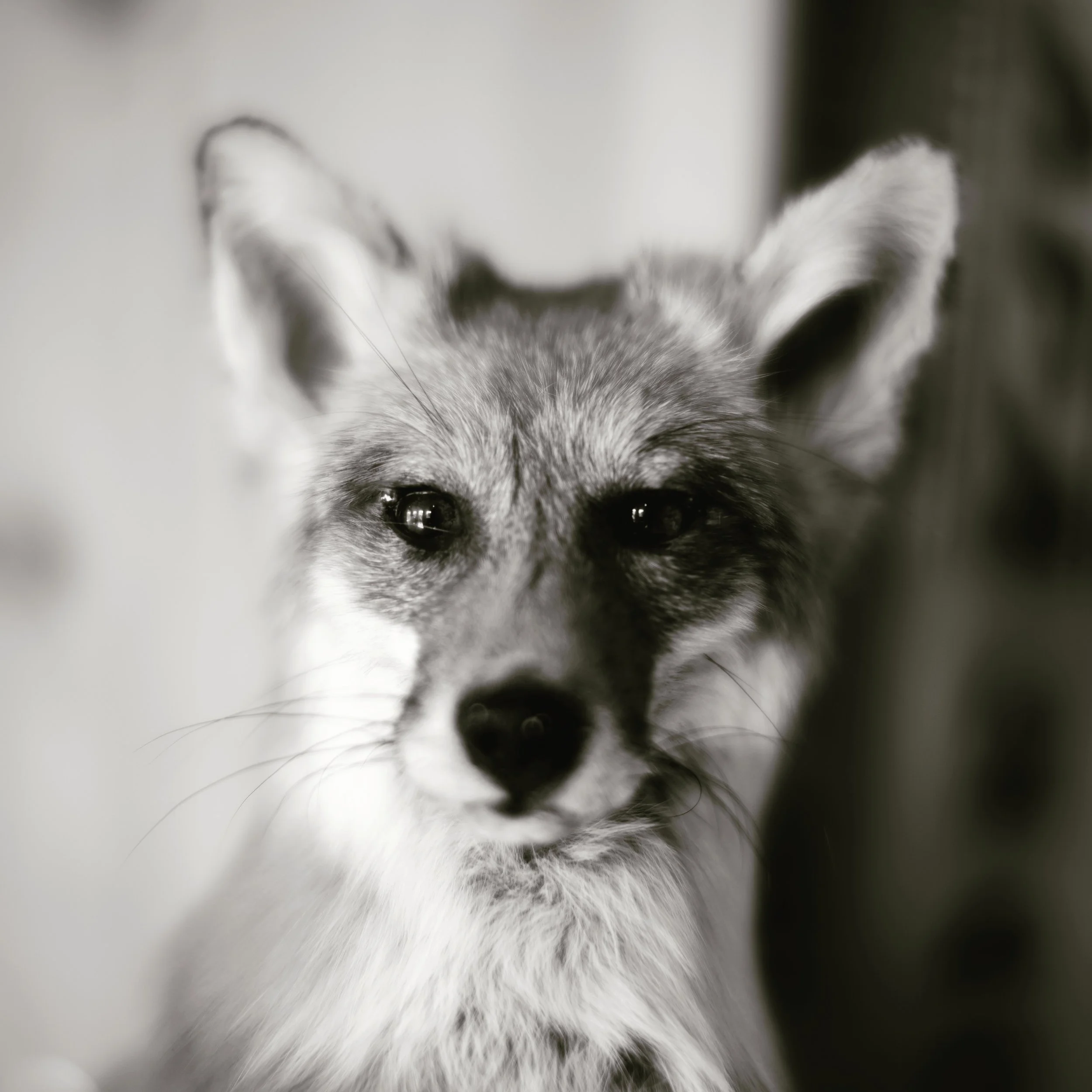 Ghost County Mascot.