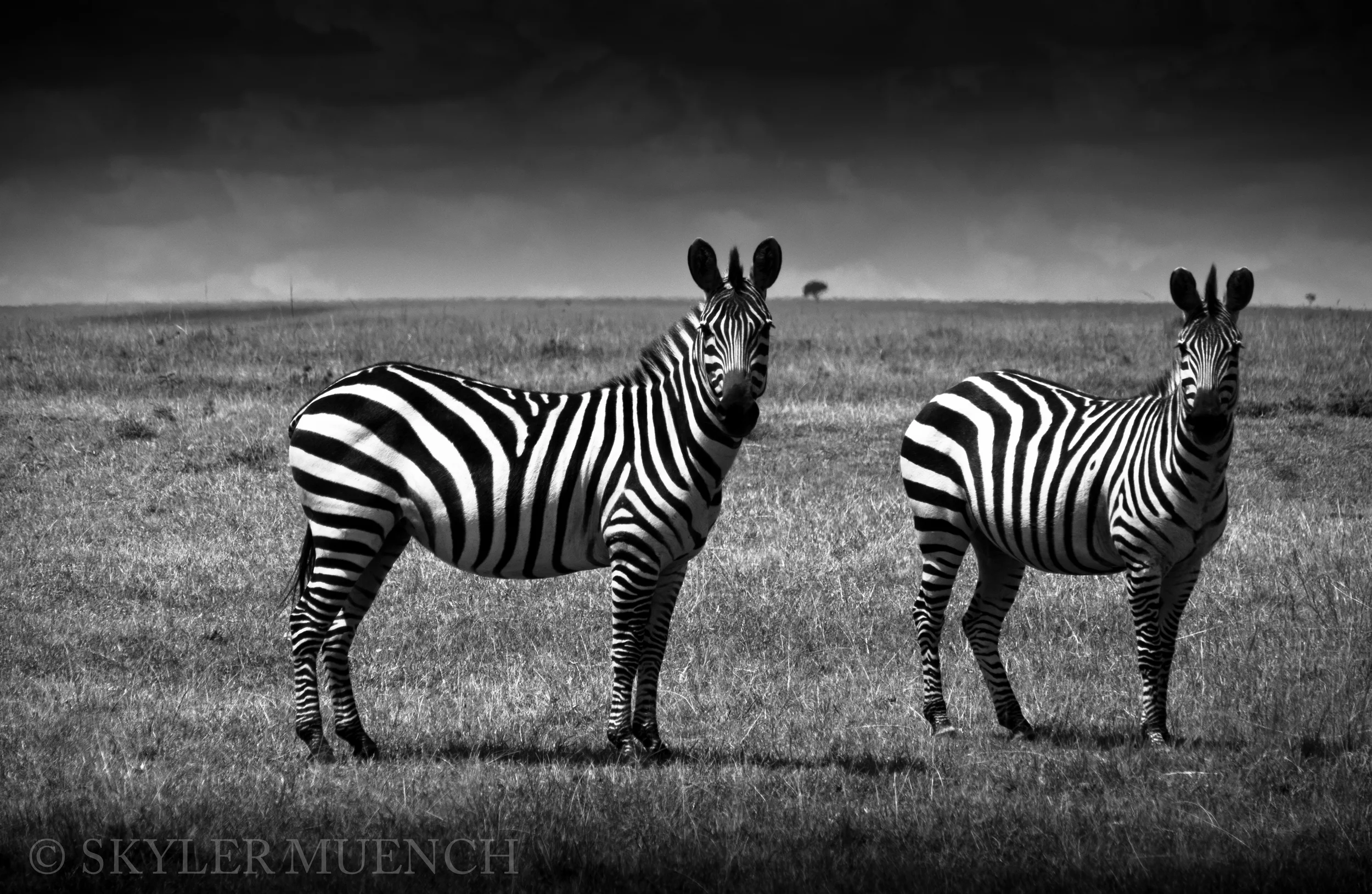2 b&w zebras_.jpg