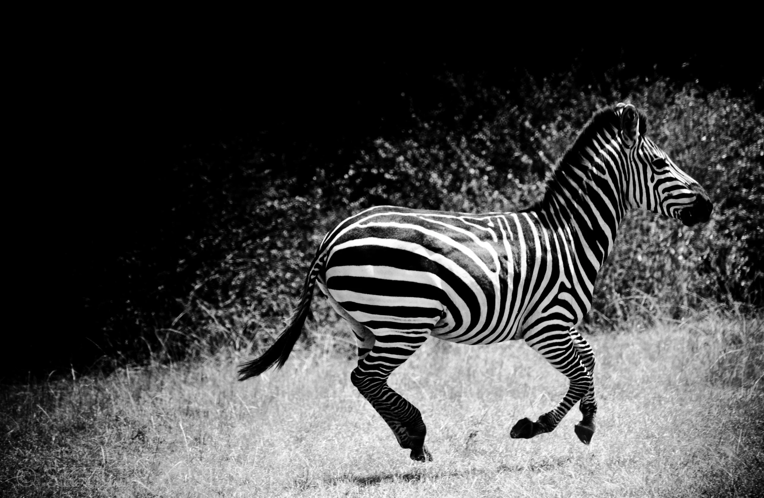 b&w jumping zebra.jpg