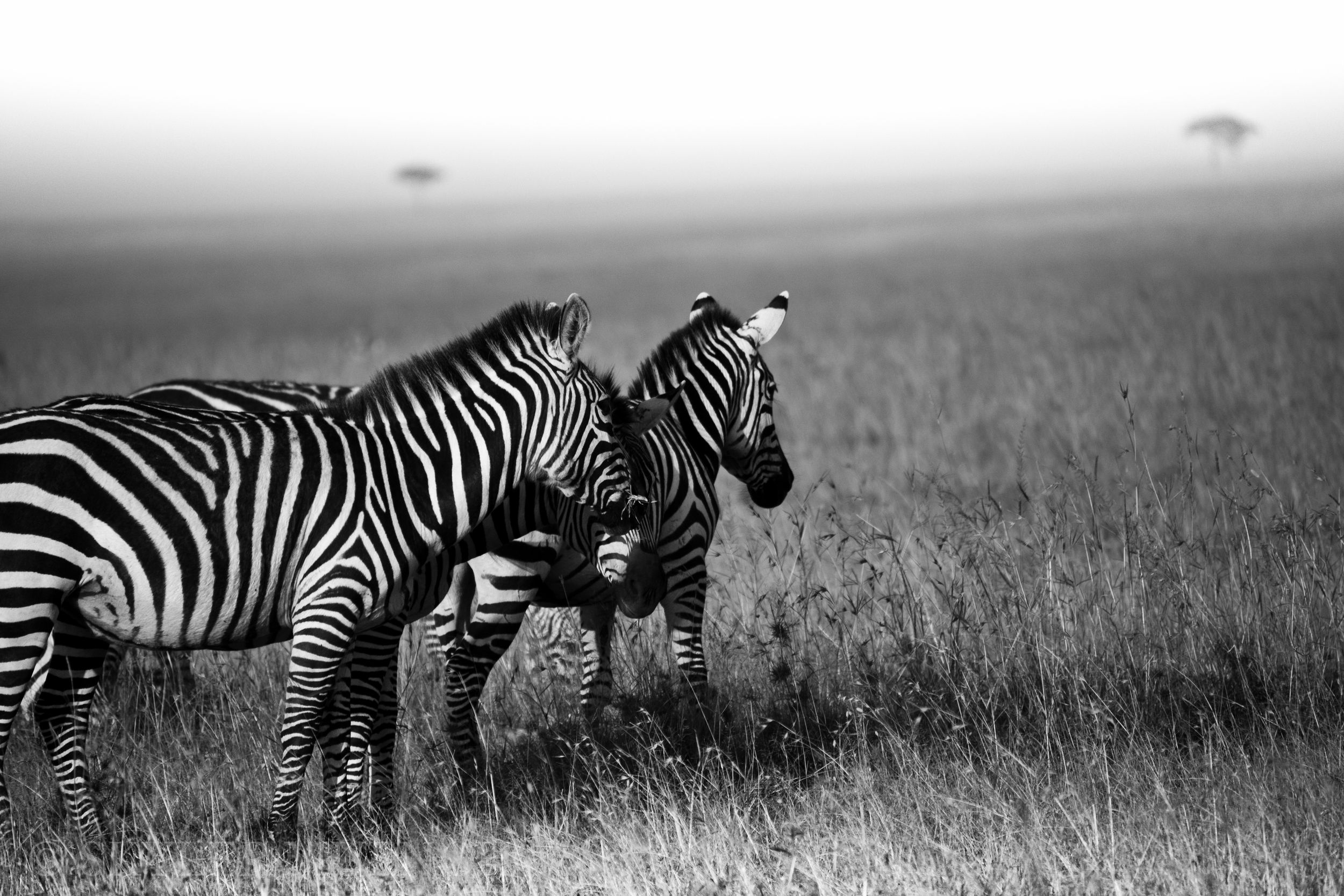 b&w zebras.jpg