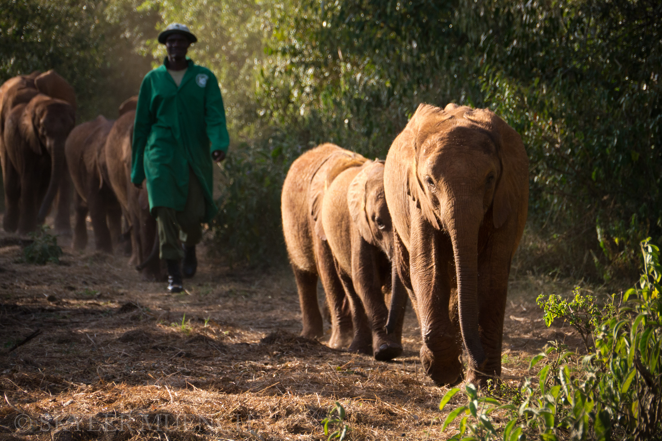 elephants in line.jpg