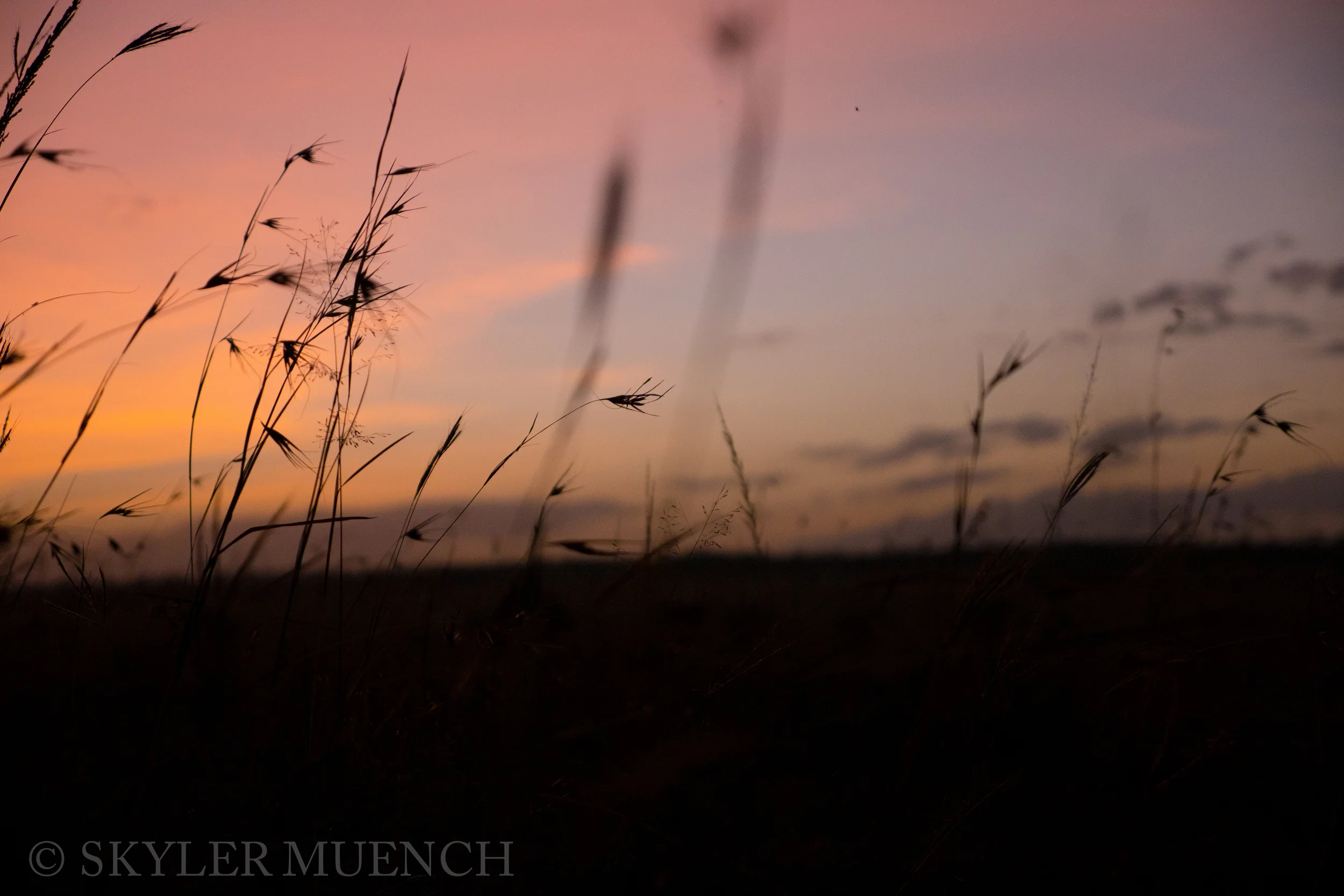 grass silhouette.jpg