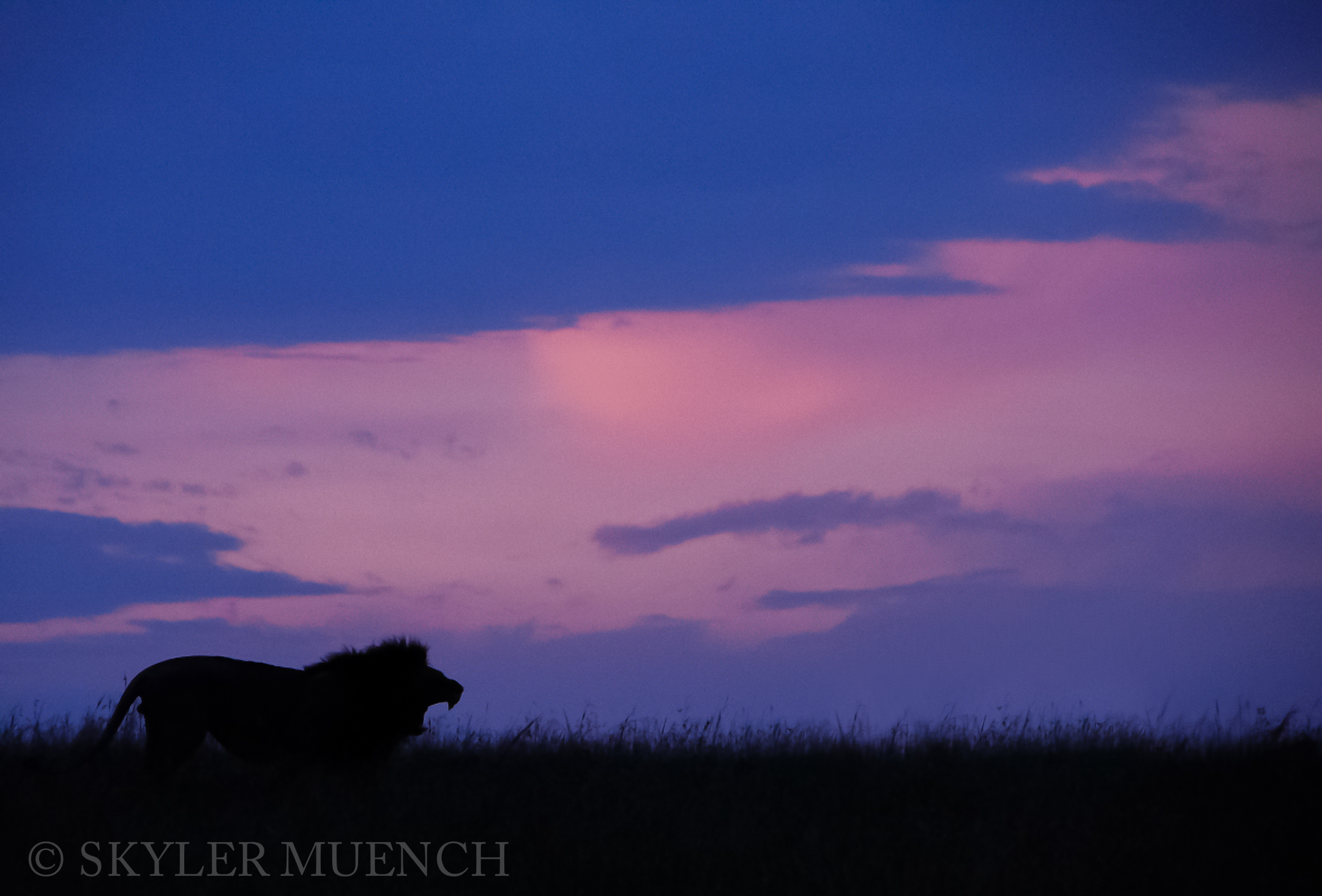 lion silhouette_pink sky.jpg