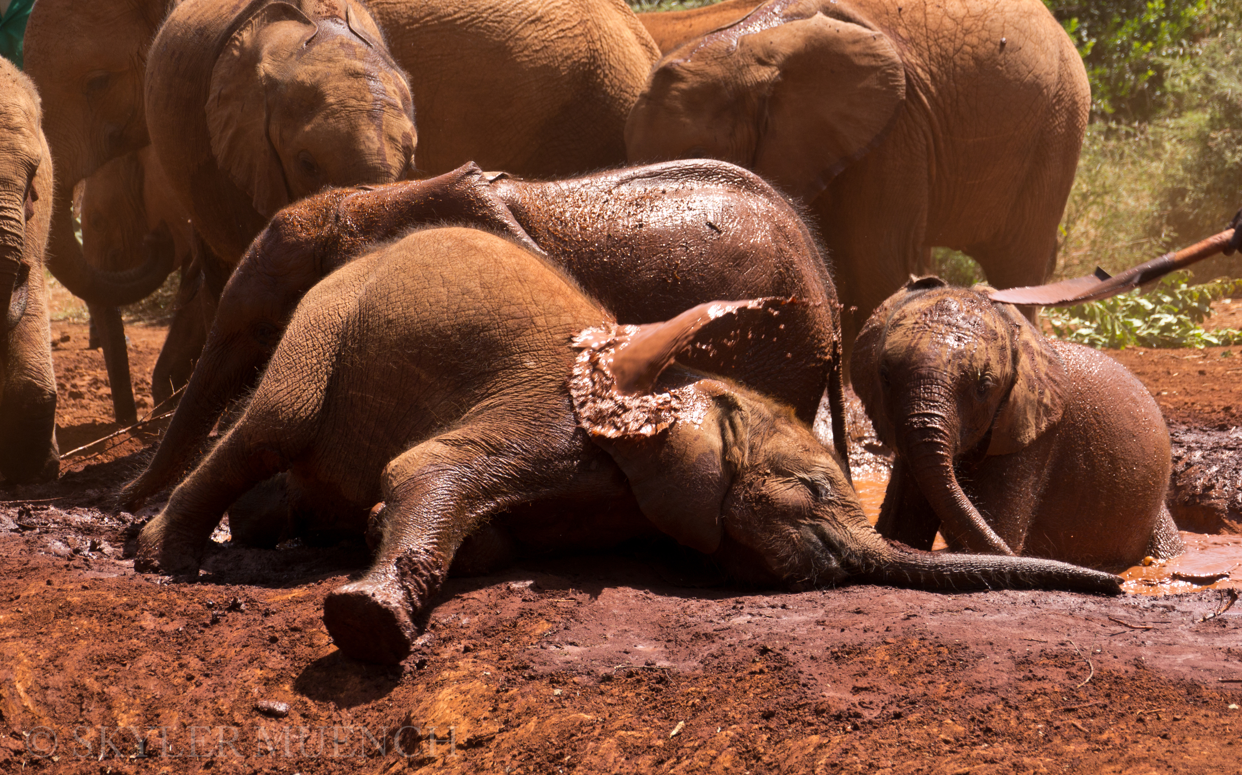 water thrown on ele.jpg