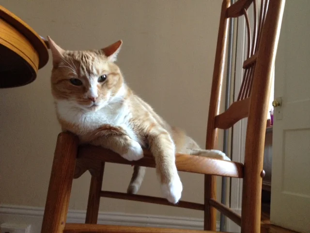 Sampson's not impressed.