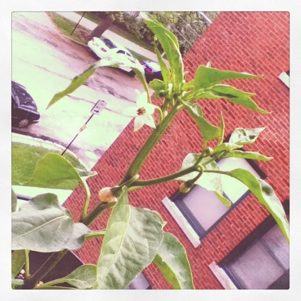 jalepeno-flowers.jpg