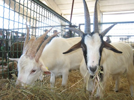 My photo did not turn out, so I borrowed this one from Cronache Maceratesi , a local news site.