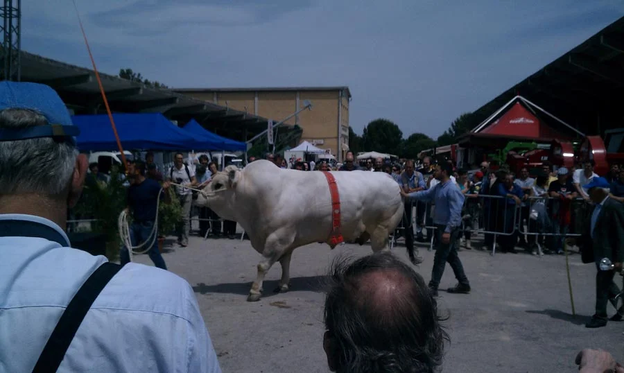 Volt, campione!