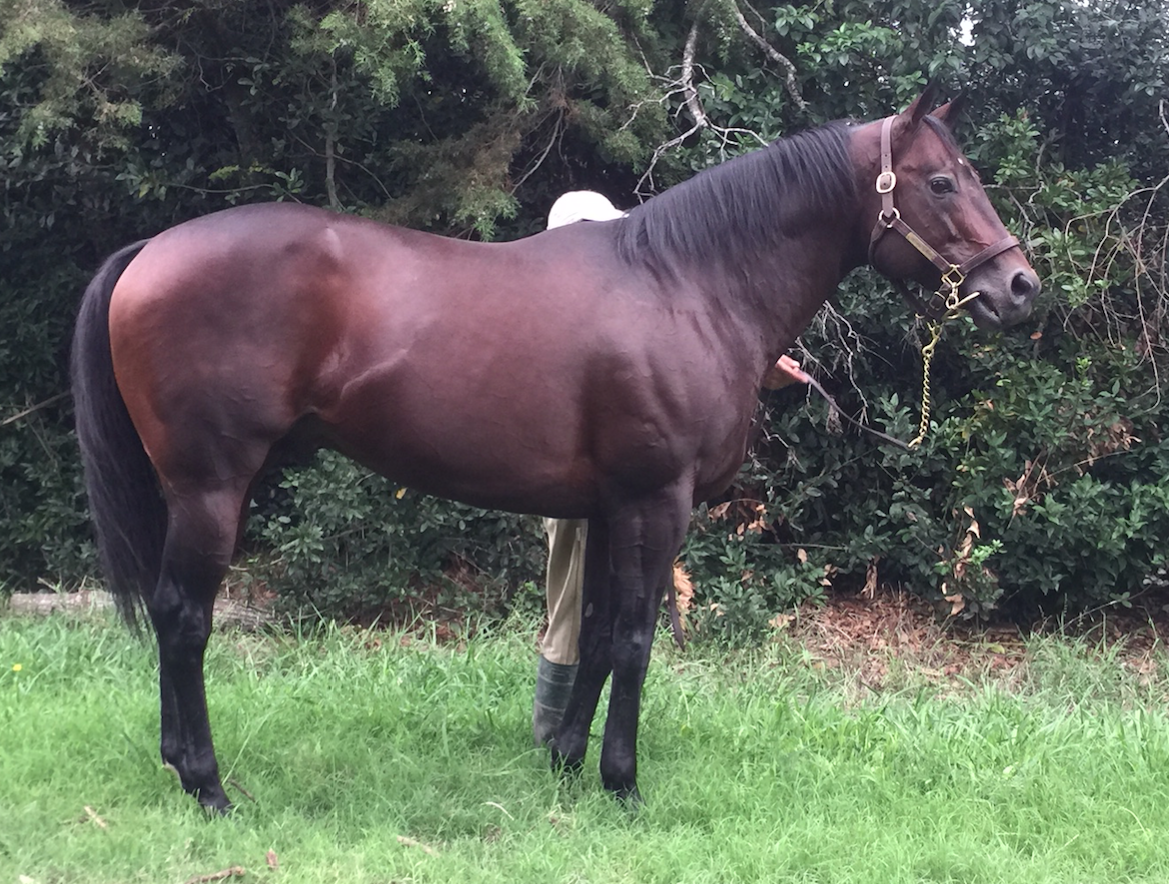 GALAN DE CINE, recién llegado al Haras El Paraiso
