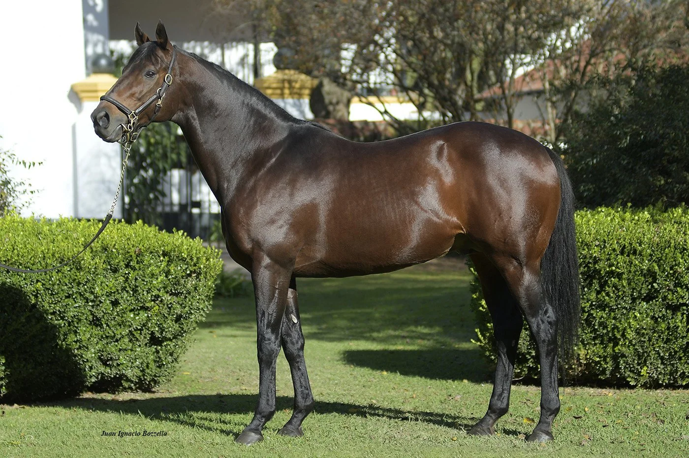 IL CAMPIONE — Haras El Paraiso