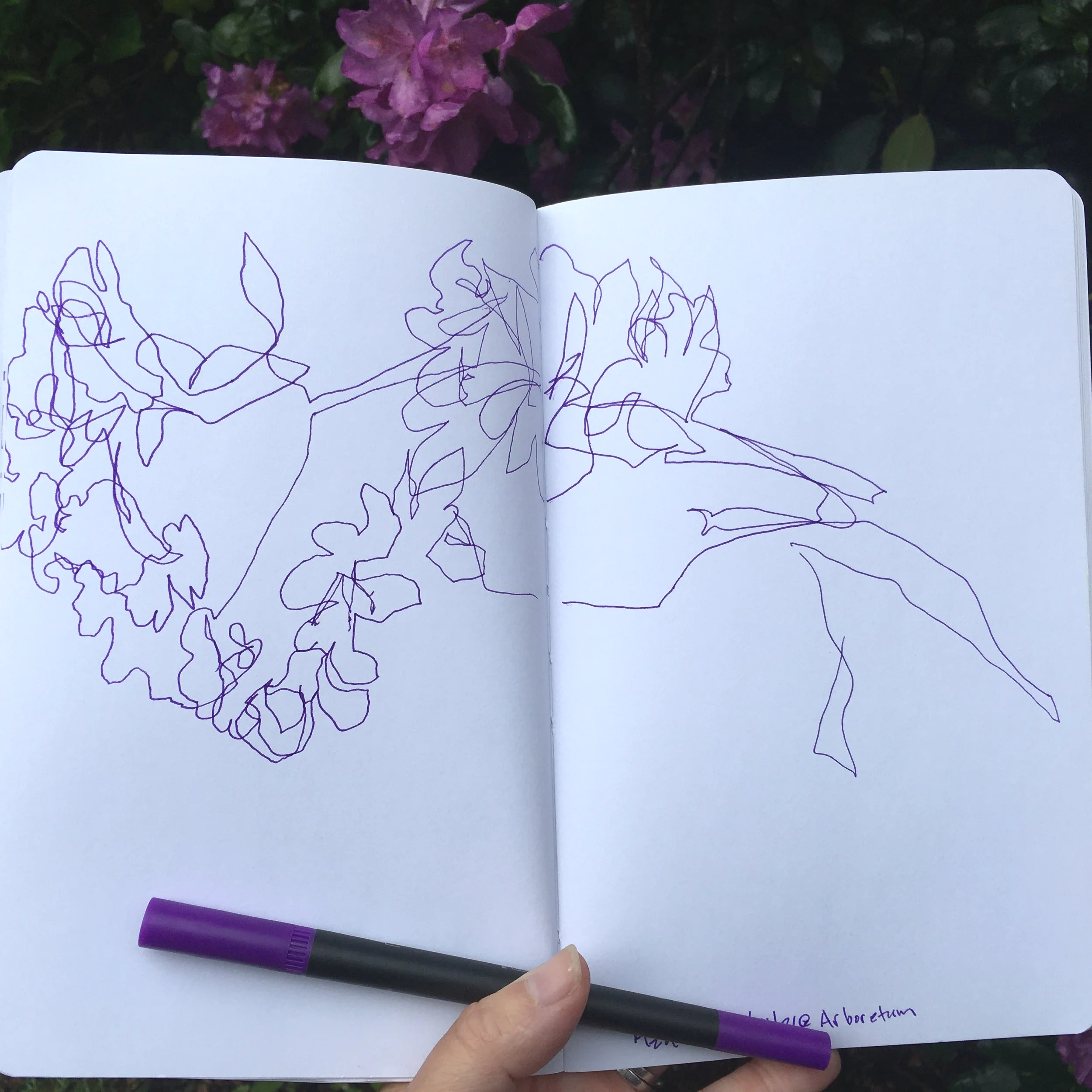 Teresa+Stern_Floral+Blind+Contour.png