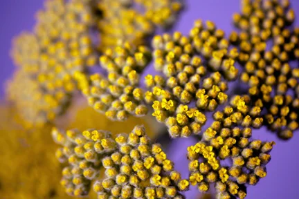 little yellow ones crop.jpg