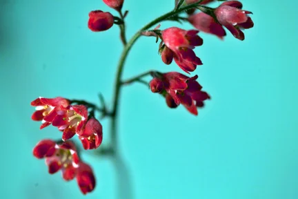 red fireworks crop.jpg