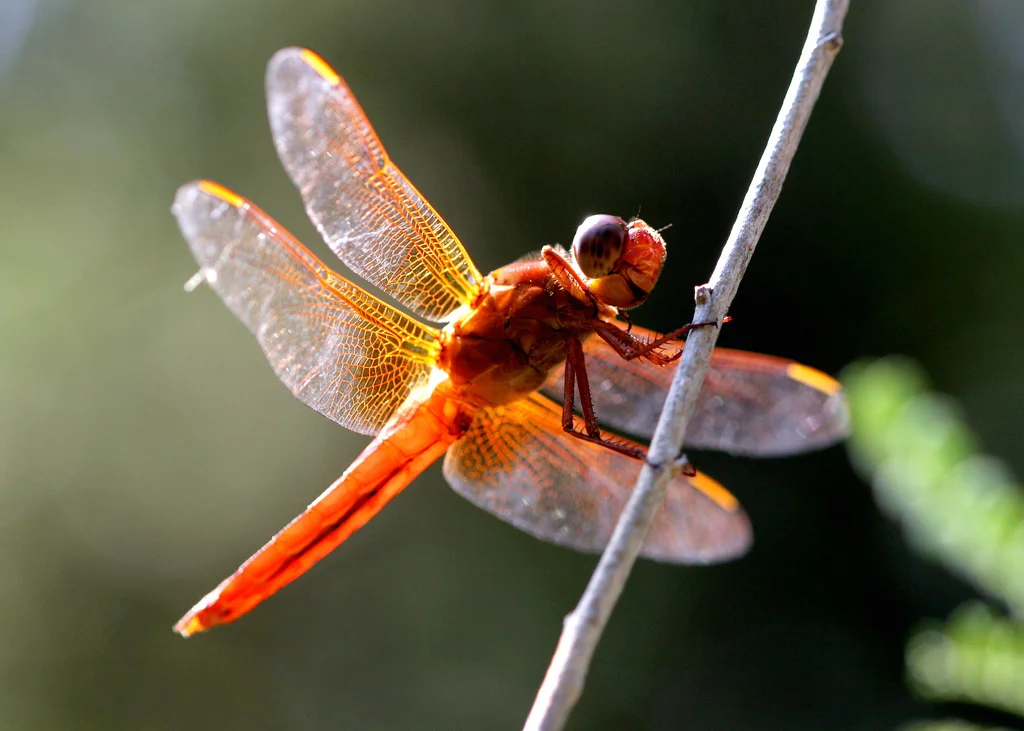 dragonfly.jpg