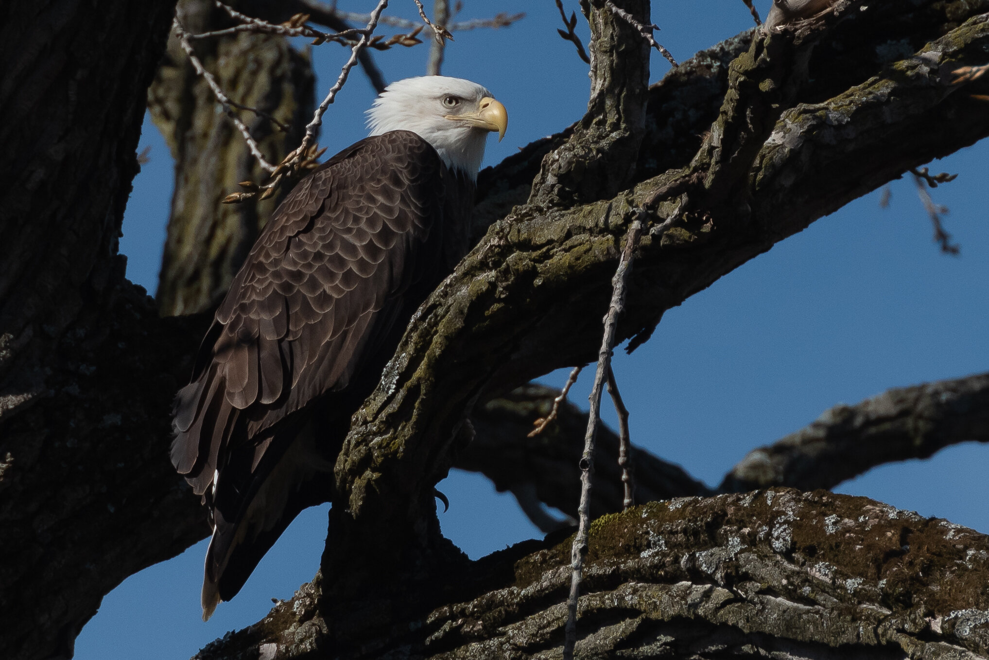  Bald Eagle along the shoreline of Lake Woodland. Photo by Bill Bubenzer 