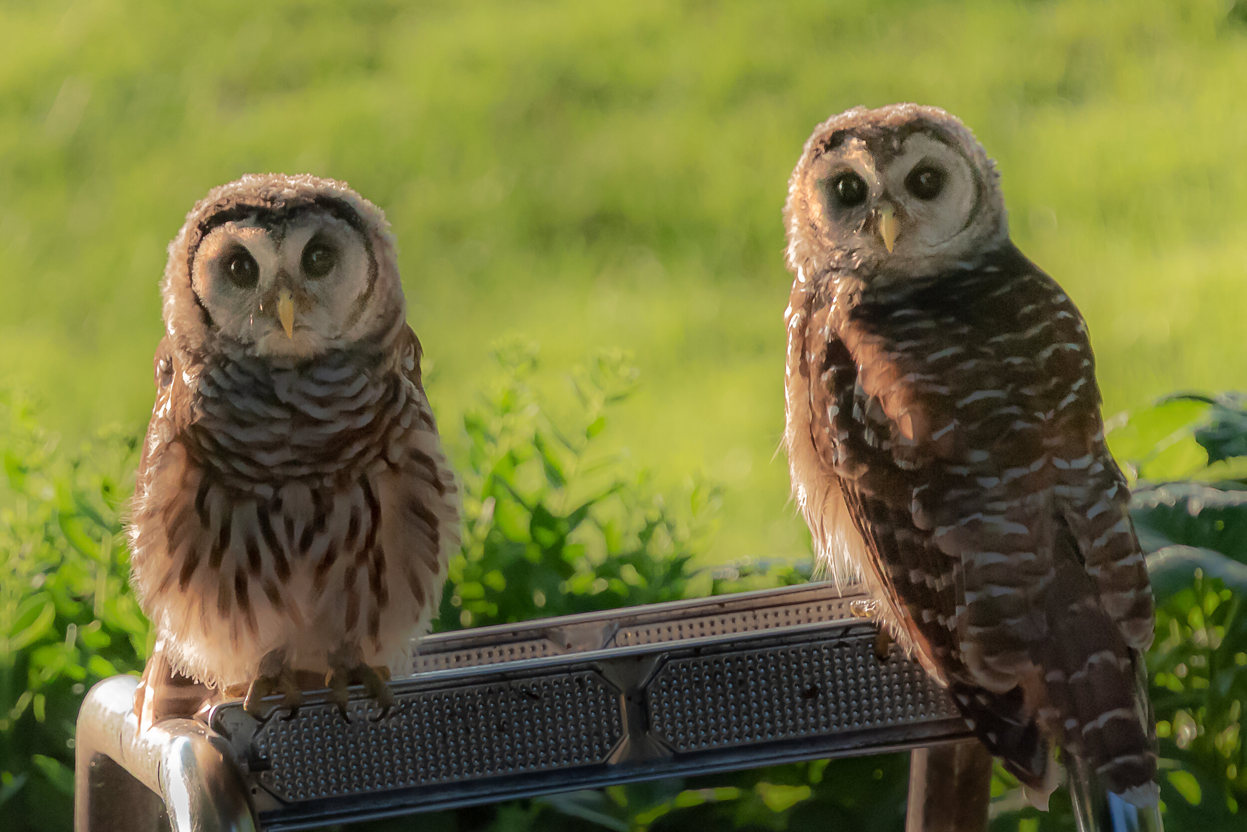  Barred Owls along the shoreline of Lake Woodland. Photo by Bill Bubenzer 