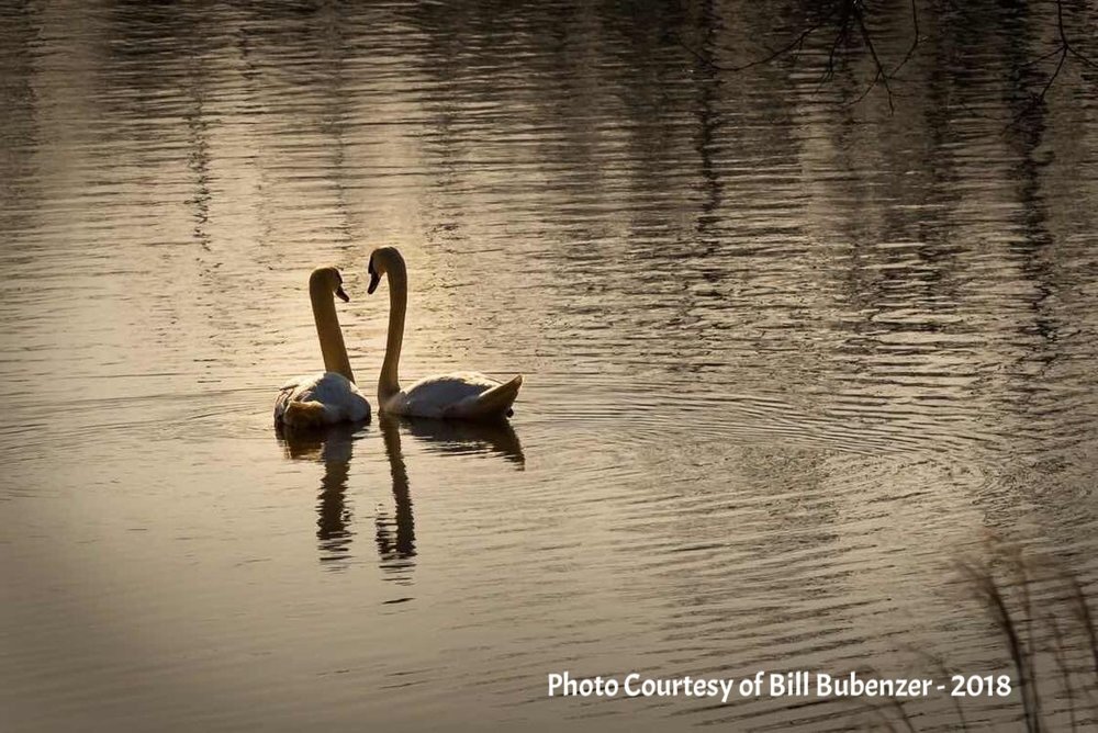 Lake Woodland Wildlife