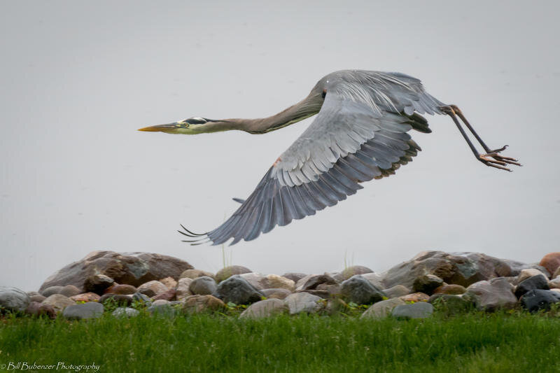 Lake Woodland Wildlife