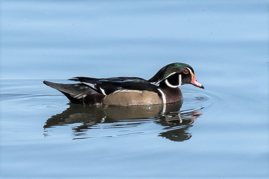 Lake Woodland Wildlife