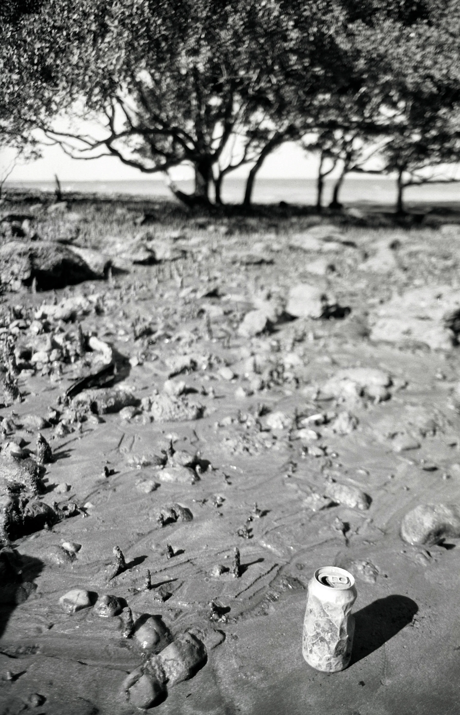 A Can Turning into a Rock in Darwin II.jpg