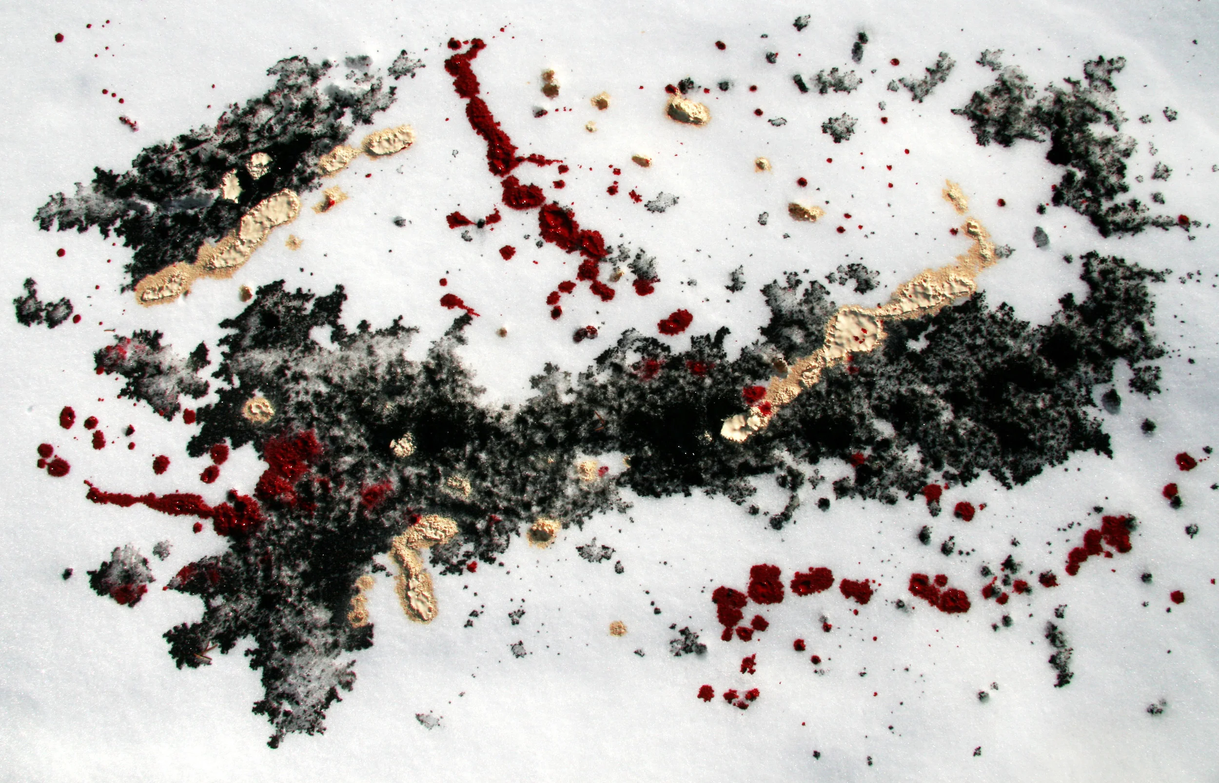 Black, Buff and Crimson on Snow.JPG