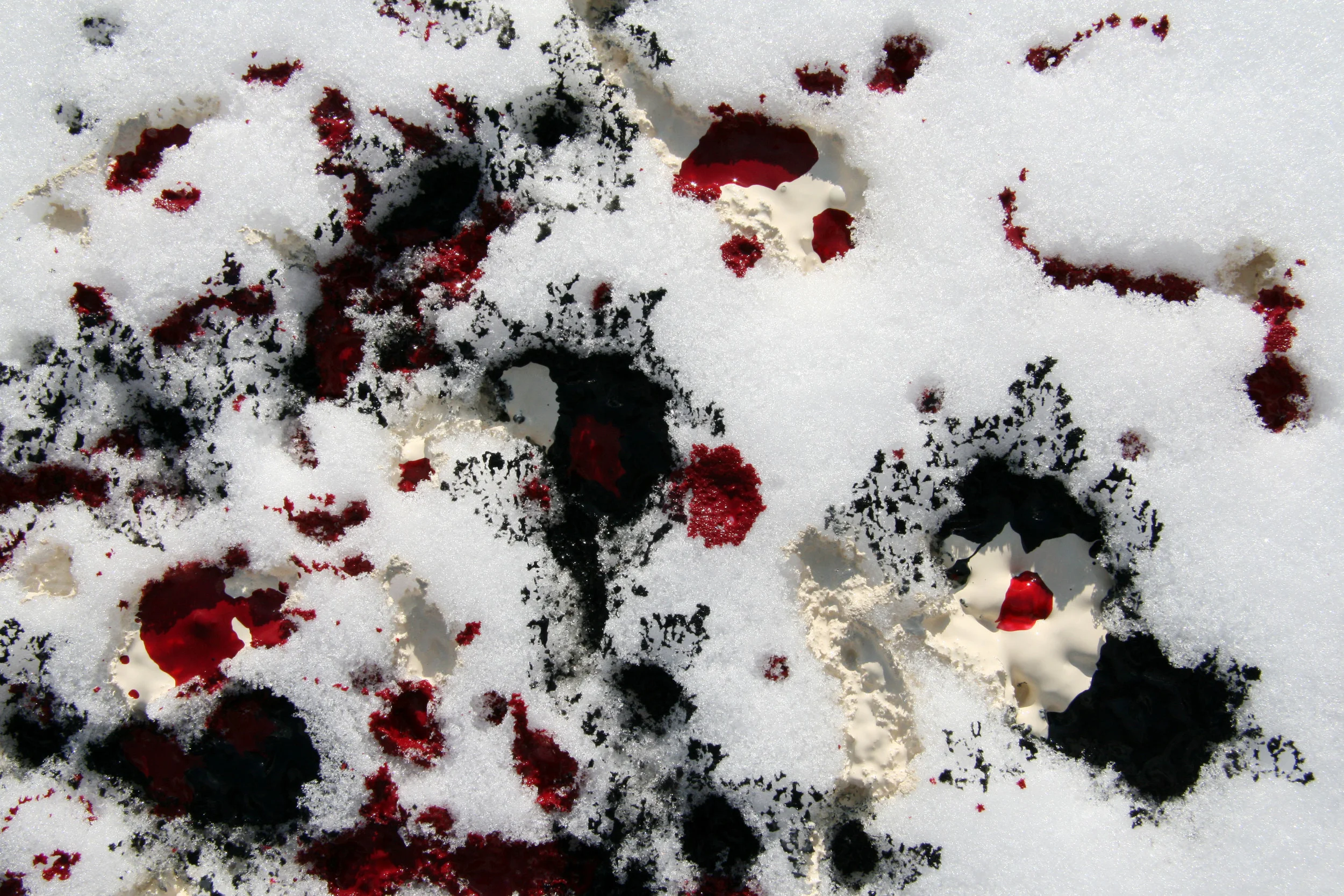Black, Buff and Crimson on the Snow II.JPG