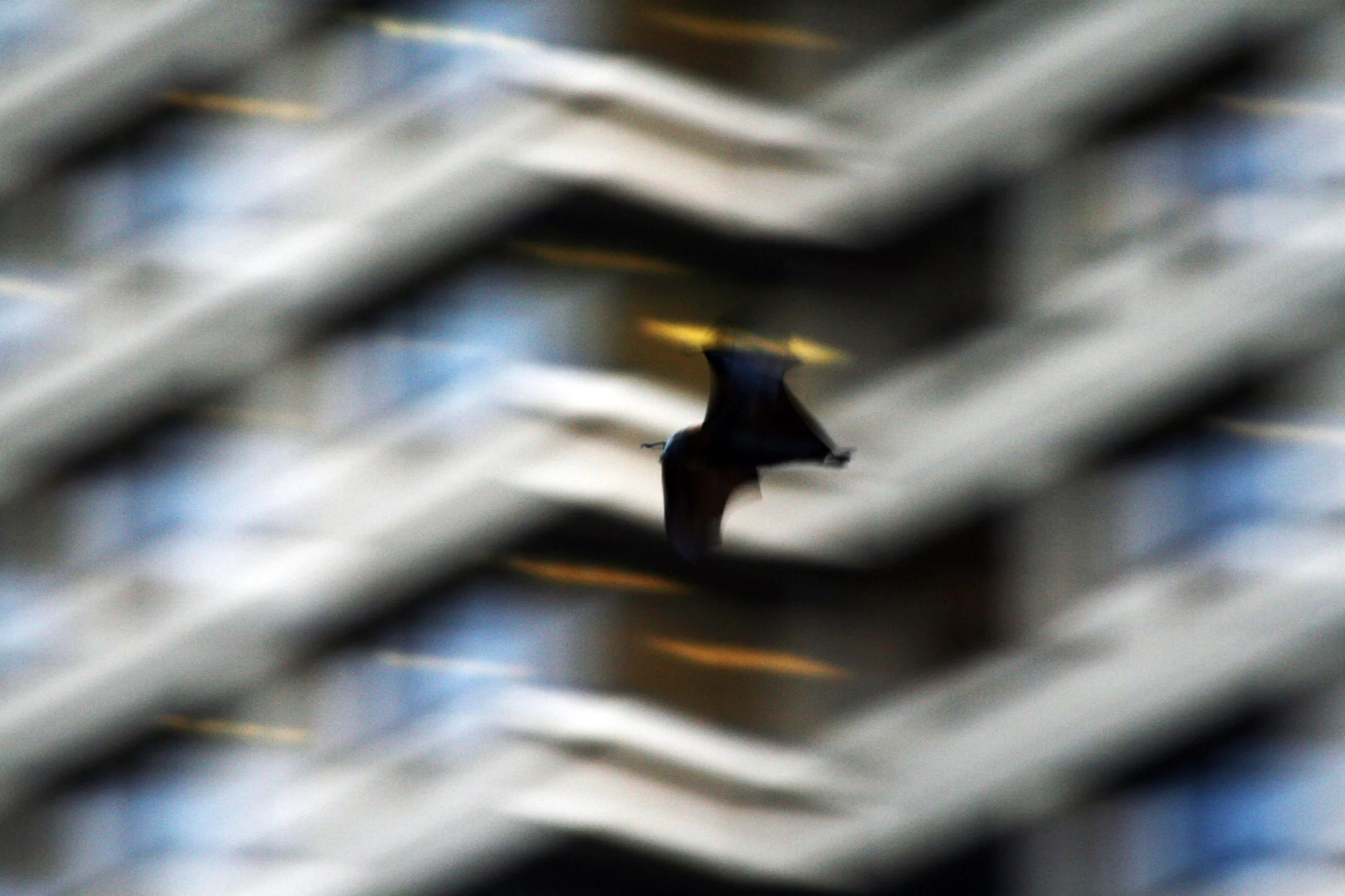 35. Bat in Hyde Park, Sydney, Ausrtralia.JPG