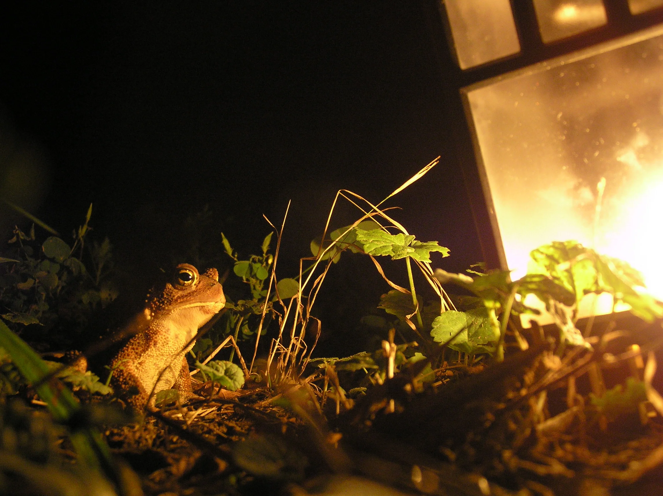 Mesmerized Mr. Toad.jpg