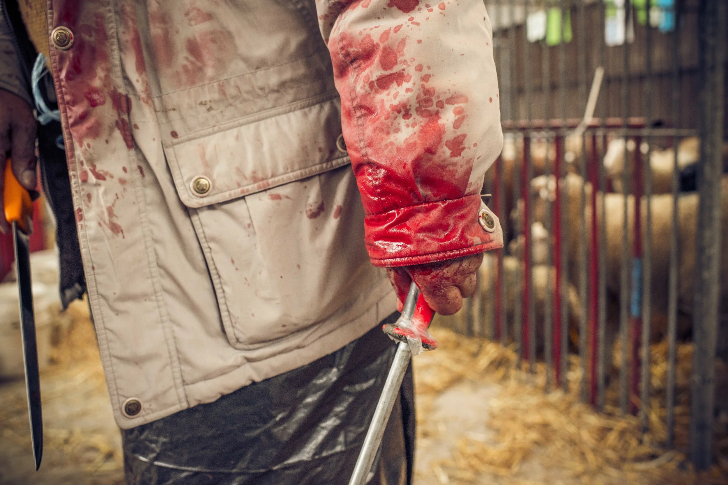 SCHAPEN_DRIESLUYTEN17.jpg