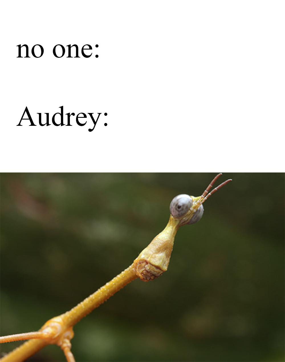 she said she looks like a stick bug not me ok