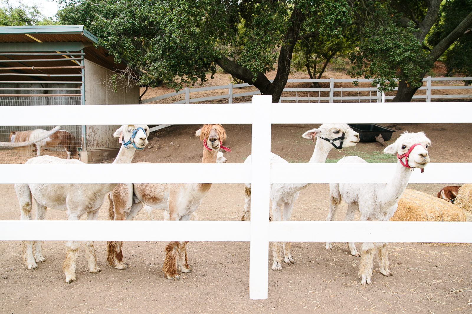 Los_Angeles_Wedding_Photographer-0117.jpg