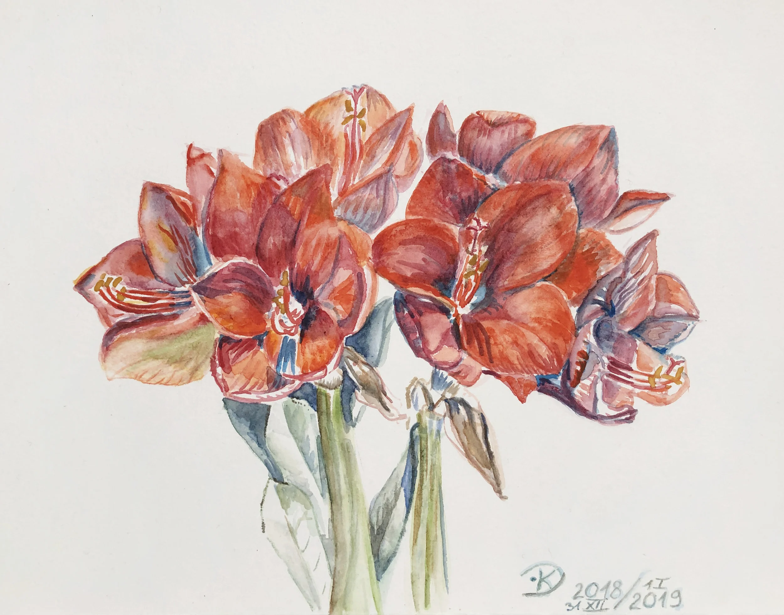 Amarillis 2019, watercolour 22 x 27 cm * Just as the stunning, well-rooted Amarillis grows up to the light on its strong stalk flourishing bravely and charming with the vivid red of its flowers, let your life energy, your good thoughts and all your important projects grow and flourish to your own delight and that of the whole world! * Tak, jak urodziwy, dobrze ukorzeniony Amarillis pnie się zdrowo po światło na mocnej łodydze, odważnie, szeroko rozkwita i oczarowuje żywą czerwienią kwiatów, tak niech Twoja energia życiowa, Twoje dobre myśli i projekty wzrastają, kwitną i zachwycają Ciebie i cały Świat!