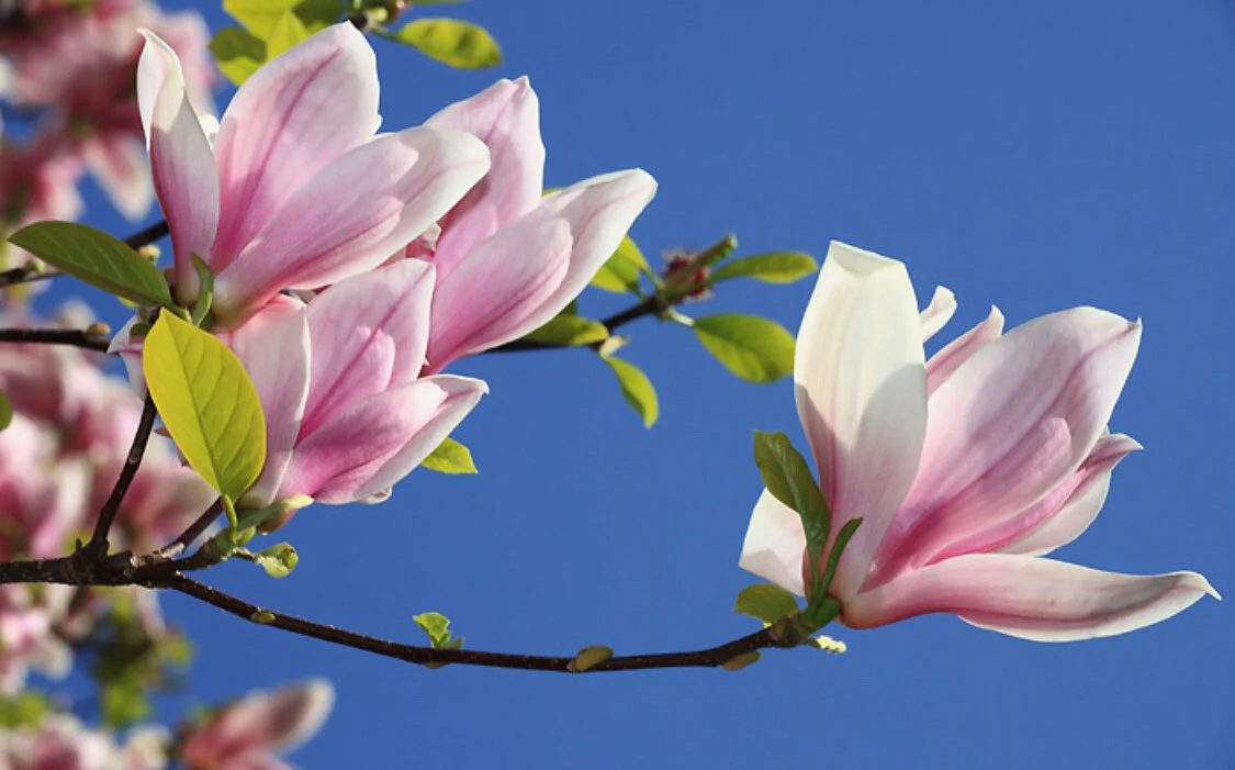 🌸 APRIL YOGA IN PODLASIE 🌸