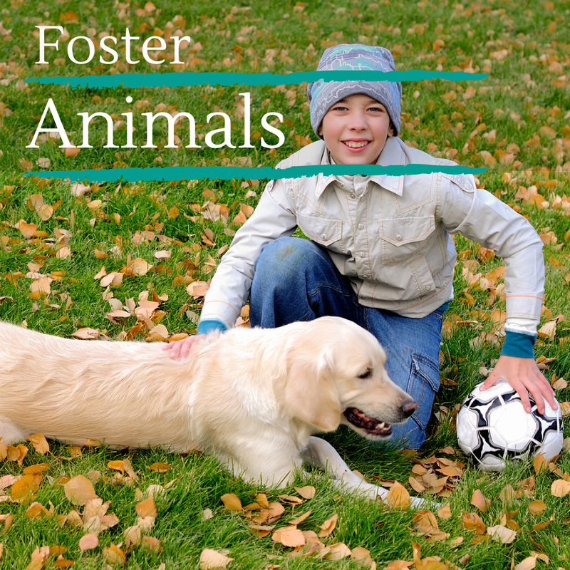 Foster Animals