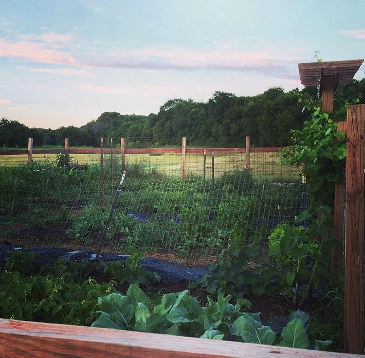 garden.jpg