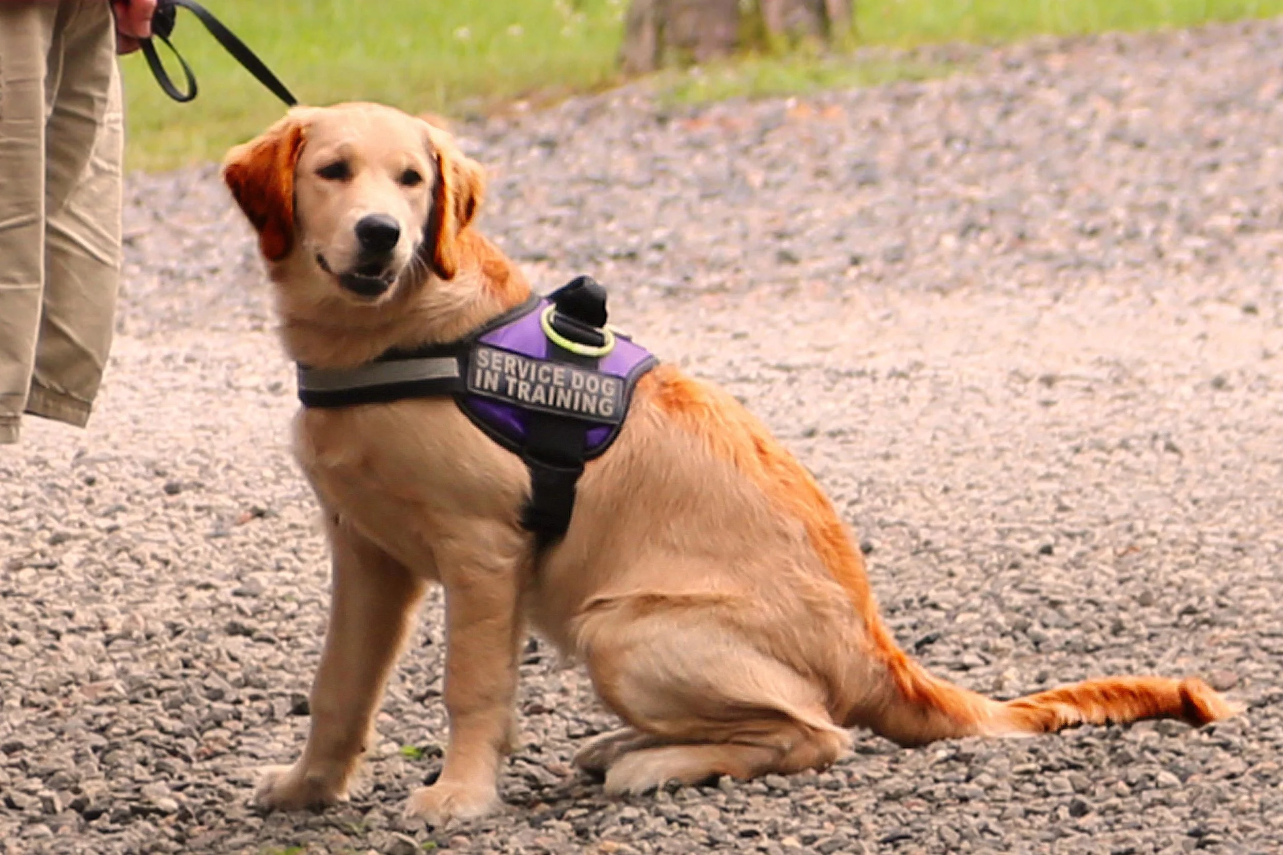 servicedog.jpg