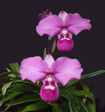 phragmipedium-kovachii-16-LRG.jpg