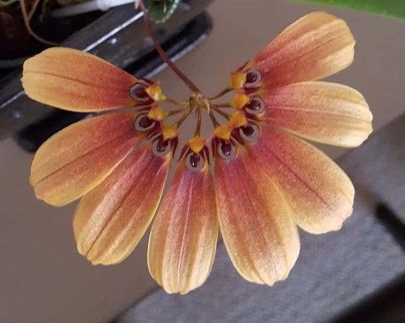 Bulbophyllum 2.jpg
