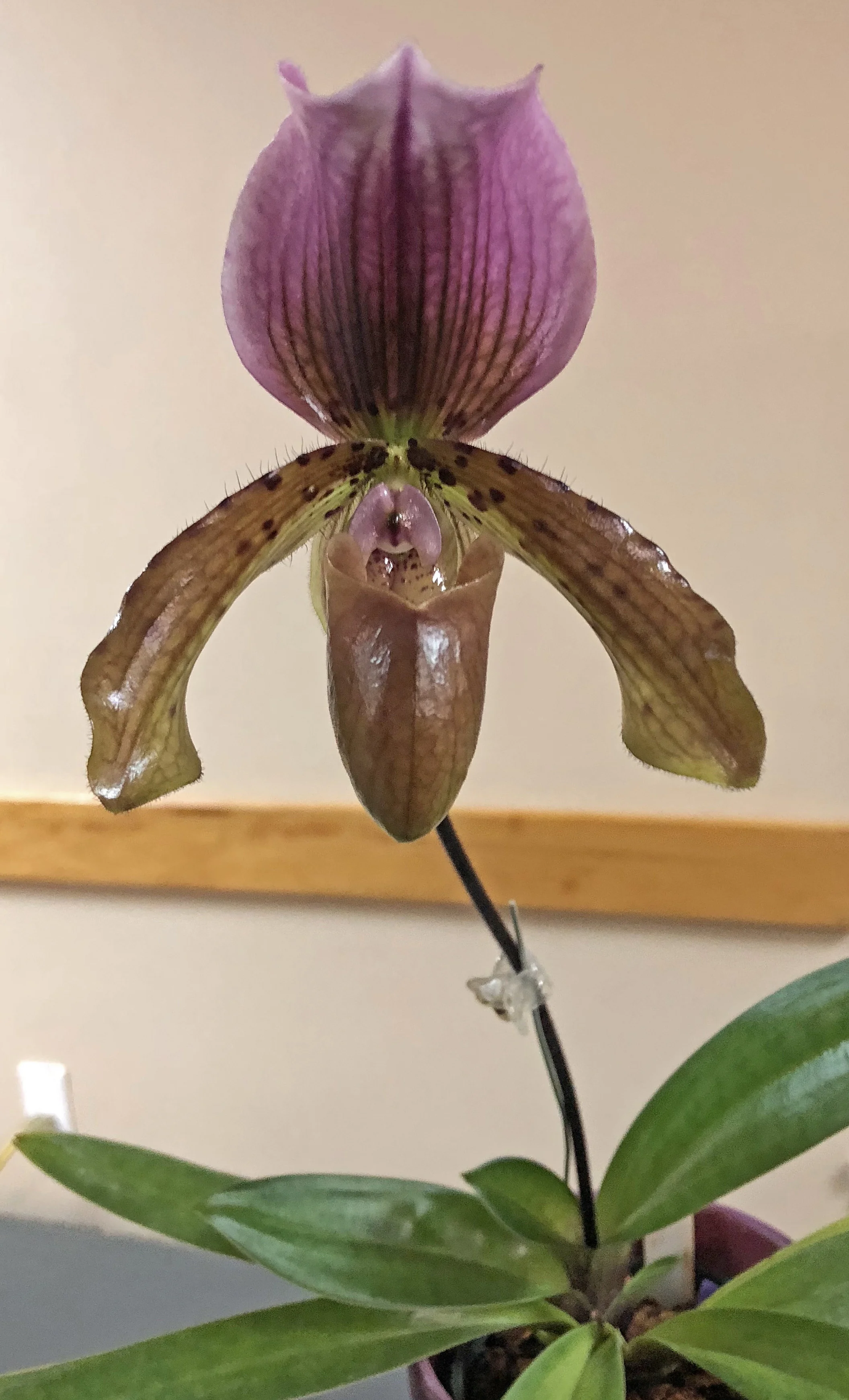 Paph_2018OctShowtable.jpg