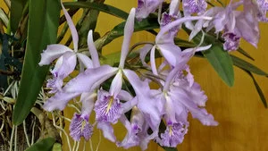 Cattleya maxima “Barbara’s Big Catt” HCC/AOS