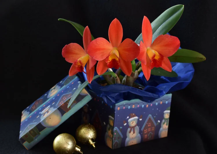 Laeliocatanthe Orange Fantasy, grown by FOS member Keith.