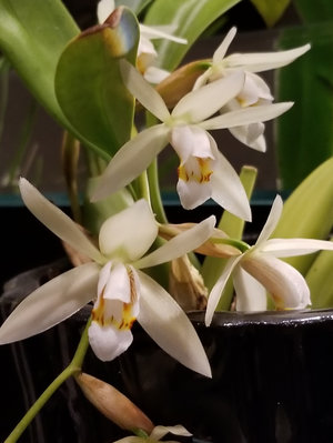 Unidentified Coelogyne, grown & photographed by Dan