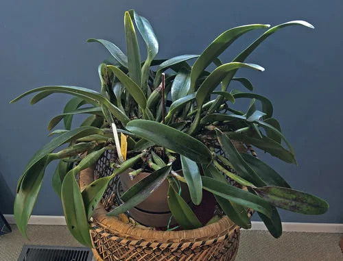 C. leuddemmaniana ‘Stanley’ X sib, donated by the family of Bob Heidemann