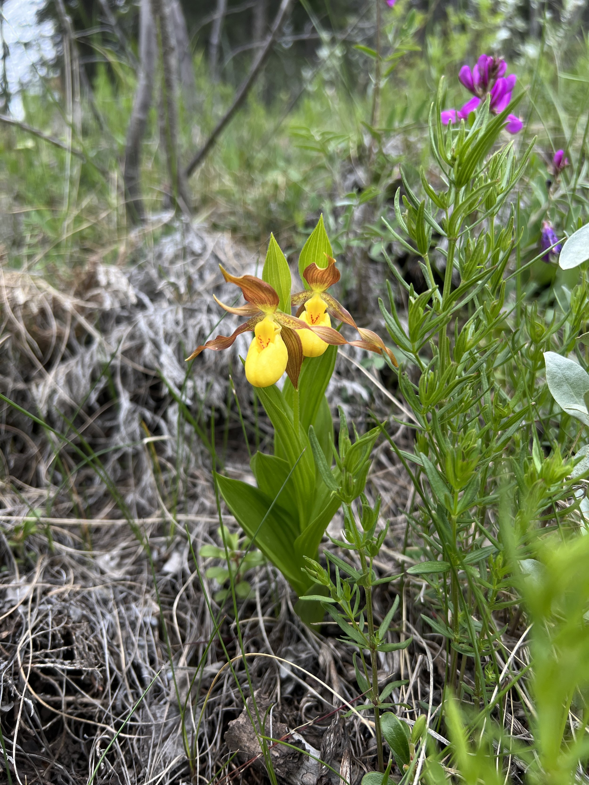 Cypripedium parviflorum