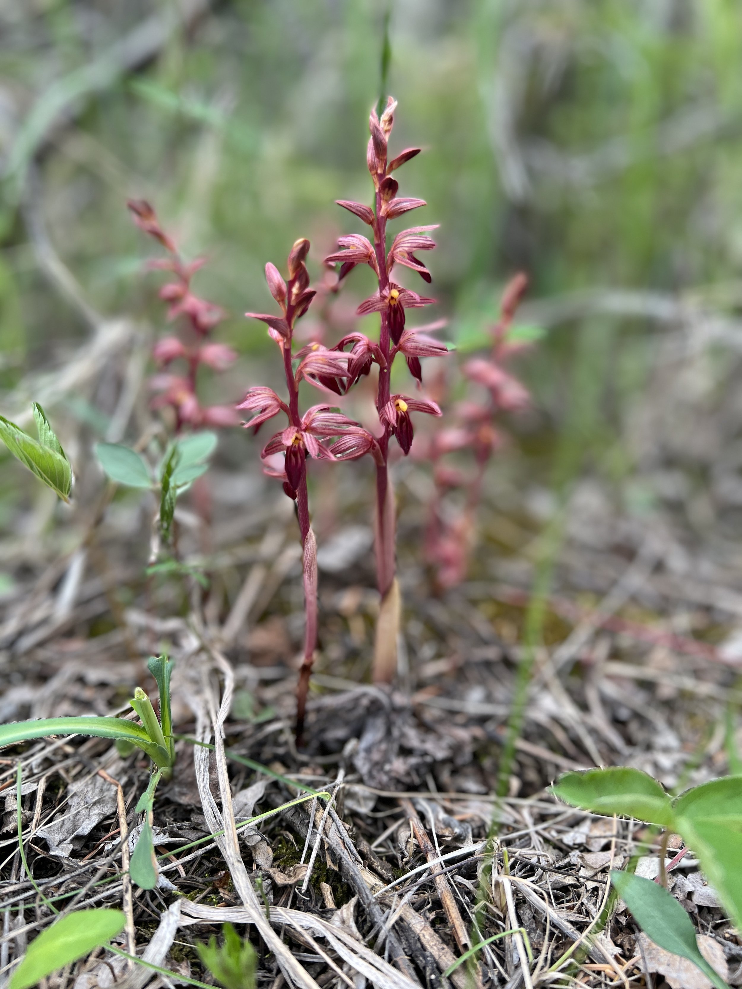 Corallorhiza striata