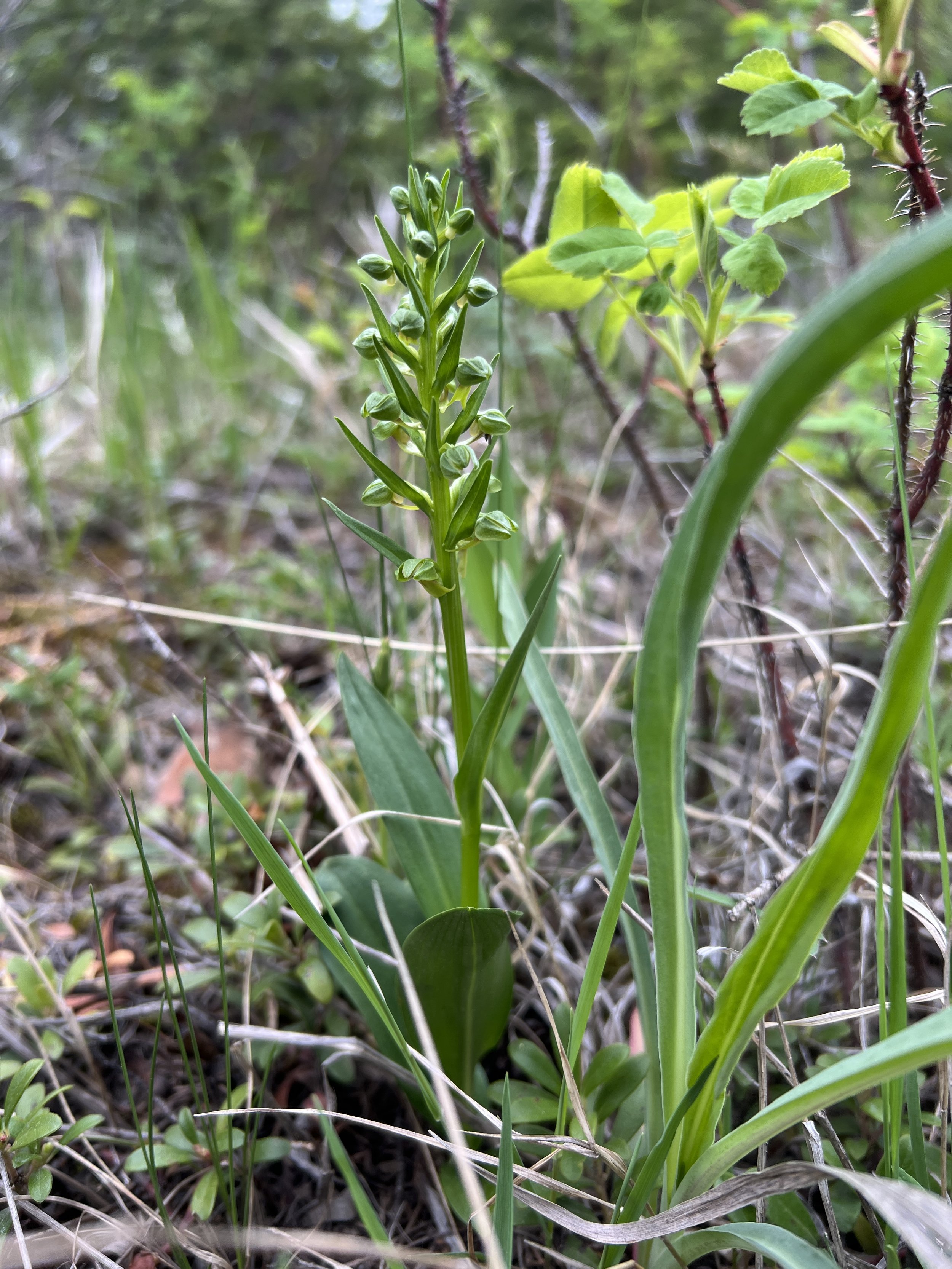 Dactylorhiza viridis