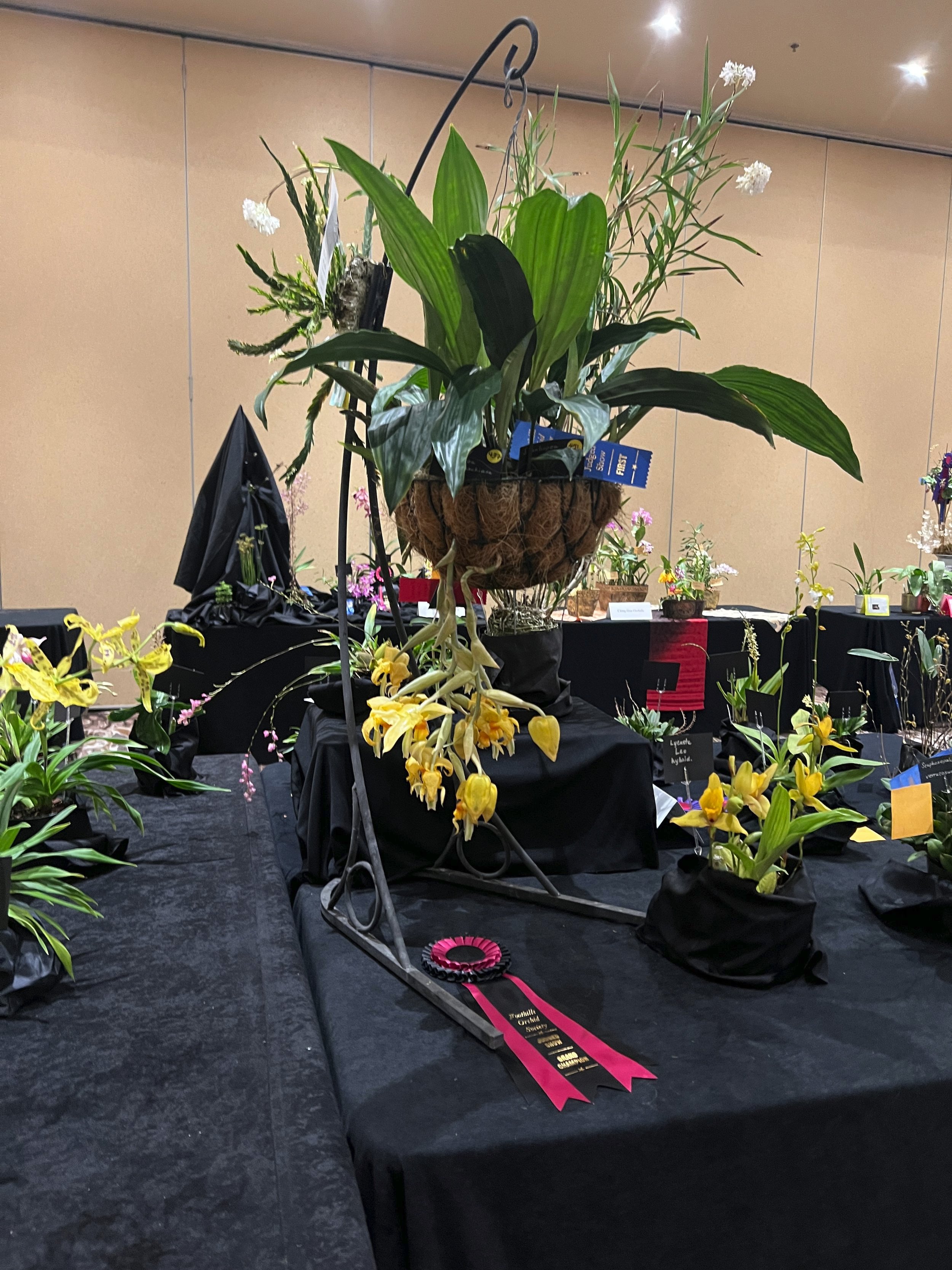 Grand Champion, 2022 Calgary Orchid Show